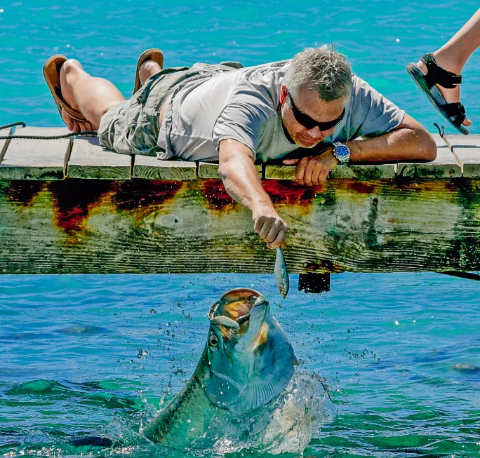 Tarpon feeding at Robbie's Marina
