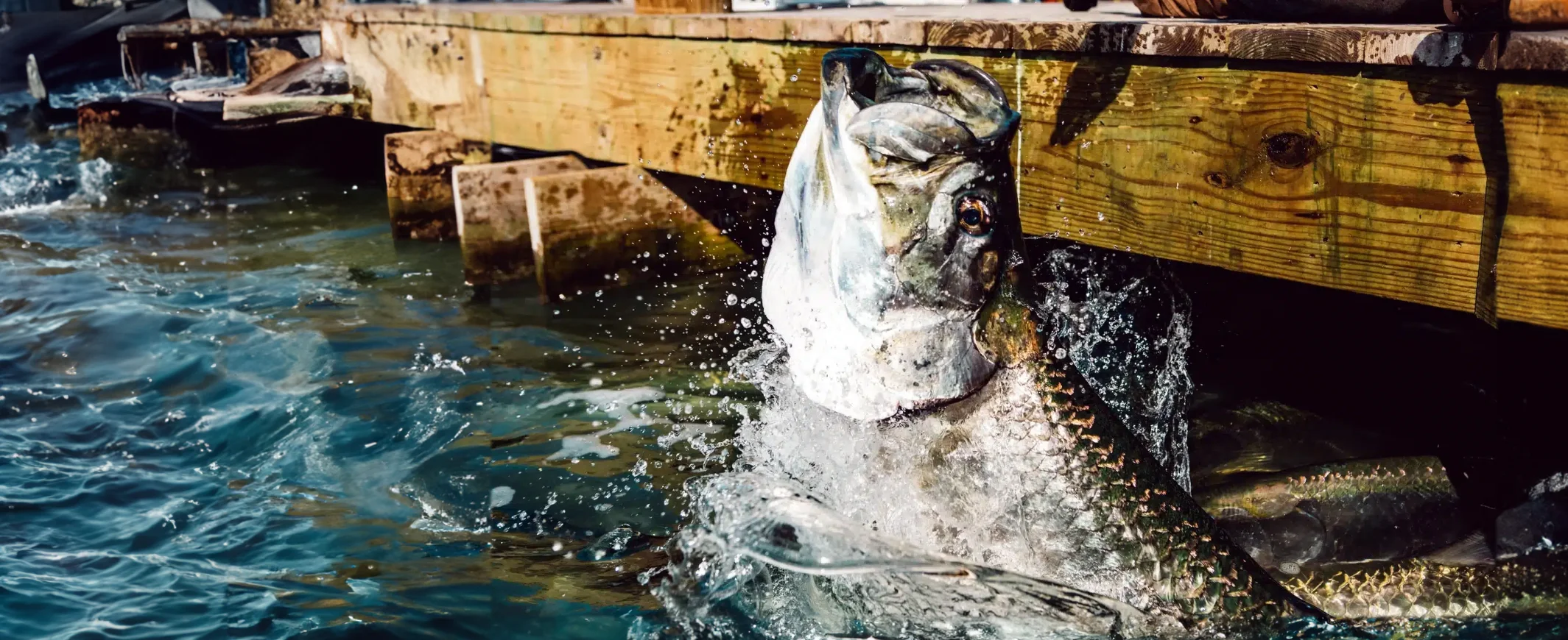 Tarpon Feeding at Robbie's Marina